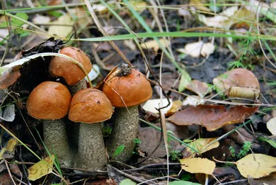 Съедобные грибы Пензенской области - фото и картинки: 70 штук