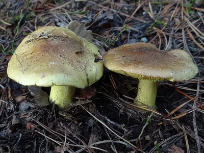 Зеленушка (гриб) — Википедия