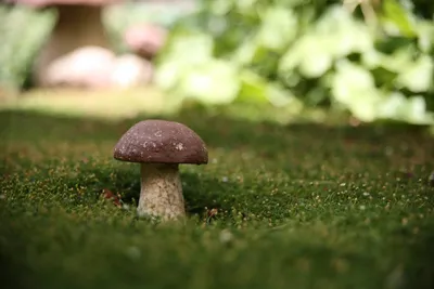 В Волгоградской области стали меньше травиться грибами | Волгоградская  Правда
