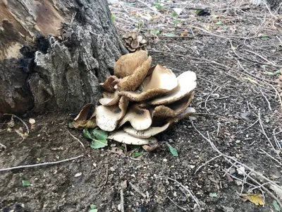 Съедобные грибы волгоградской области фото