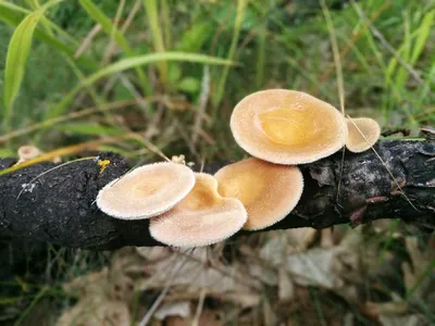 Съедобные грибы Амурской области - фото и картинки: 64 штук