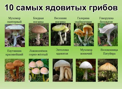 Съедобные и ядовитые грибы - 43 фото