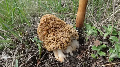 Весна-сезон 2015 на Дону - Форум, съедобные грибы и грибные описания, фото,  рецепты приготовления
