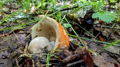 Съедобные грибы Вологодской области - фото и картинки: 52 штук