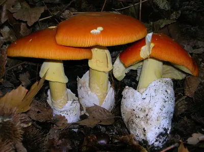 Грибы Крыма - [съедобные и ядовитые грибы Крыма], фото с названиями и  описанием, где растут