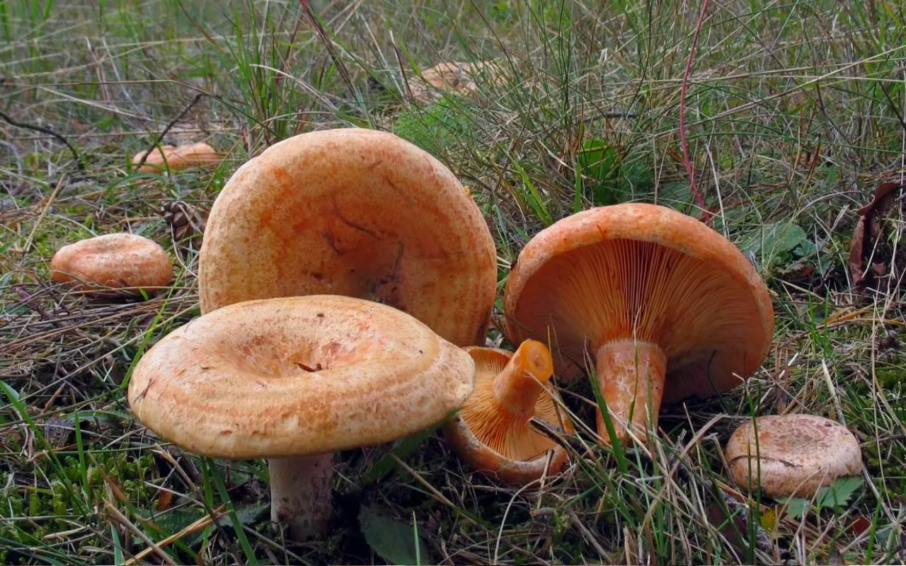 Есть гриб рыжик. Рыжик Сосновый/Боровой (Lactarius deliciosus);. Рыжики грибы. Рыжик еловый и Рыжик Сосновый. Рыжик Крымский.