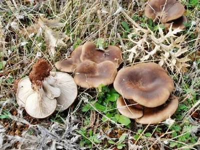 Меры профилактики отравлений грибами - Республика Крым