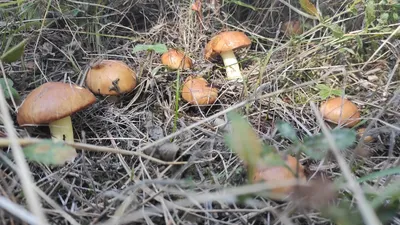 Грибы маслята в сухом лесу, сбор грибов 2022, грибы в Крыму - YouTube