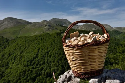 Какие грибы собирать в Крыму? - ч.1 | Кулинарные записки обо всём | Дзен