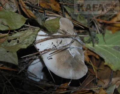 МЧС предупреждает об опасности сбора грибов - газета «Кафа» новости  Феодосии и Крыма