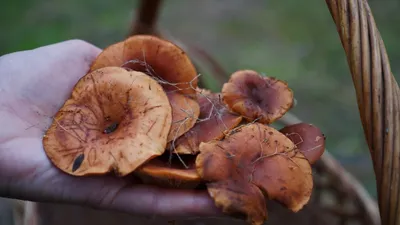 Не знаешь – не бери»: как крымчанам собрать грибов и не отравиться