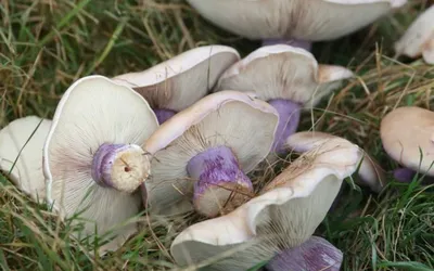 Как правильно собирать грибы в Крыму | Пикабу