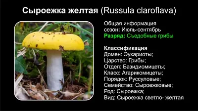 Сыроежка желтая (Russula claroflava) - YouTube