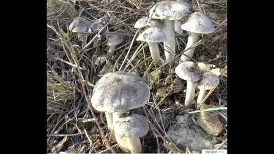 Грибы в Крыму: описание, фото, где собирать. Съедобные и ядовитые грибы  Крыма - Гид Крыма