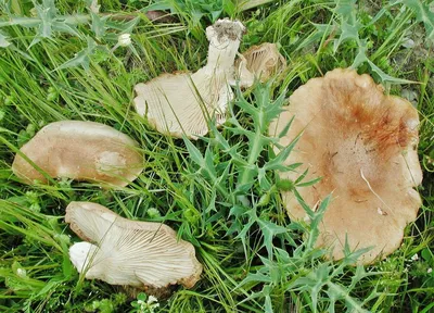 Степные грибы Крыма - 25 фото