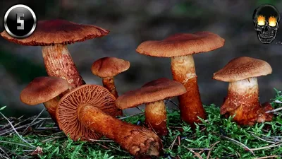 Топ-10 ядовитых грибов, которые точно не стоит класть в корзину