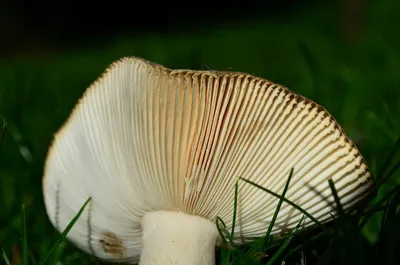 Съедобные пластинчатые грибы - фото и картинки: 73 штук