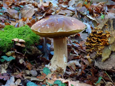 Съедобные грибы Калининградской области - фото и картинки: 71 штук