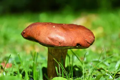 Коричневые грибы (63 фото) - красивые картинки и обои на рабочий стол