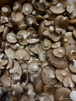Сбор грибов - «Сбор грибов в Крыму . Не зря Крым называют настоящим  кладезем для любителей сбора грибов! Фото Крымского леса, и не только. А  еще наш грибной урожай 2021 года)» | отзывы