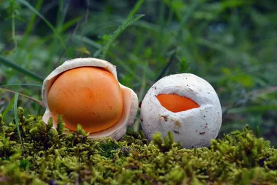 Малознакомые, но вкусные и полезные грибы. Названия, описание, фото —  Ботаничка