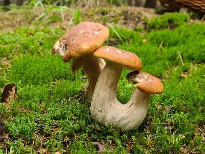 Август 2021 г. - Форум, съедобные грибы и грибные описания, фото, рецепты  приготовления