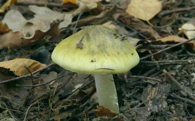 10 видов ядовитых грибов, которые лучше оставить в лесу - Рамблер/новости