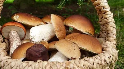 Список самых полезных съедобных грибов, которые помогают при различных  болезнях - фото - Телеграф
