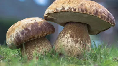 Съедобные грибы растущие на деревьях фото