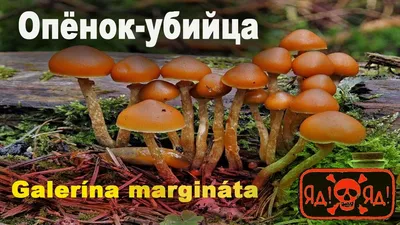Съедобные грибы тамбовской области фото