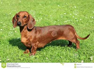 Портрет стандартной ровн-с волосами таксы Стоковое Фото - изображение  насчитывающей намордник, собака: 28820144