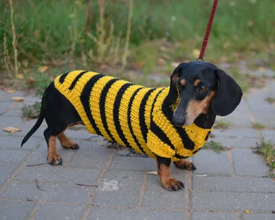 Одежда для стандартной Таксы - Димон-Камон, одежда для собак