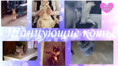 Звуки кошек, котов и котят: мяуканье, урчание – скачать приложение для  Android – Каталог RuStore