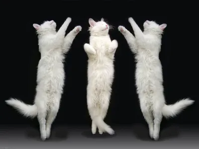 Танцующие коты - 37 фото