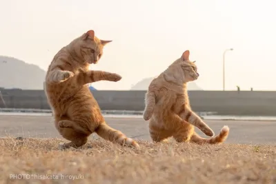 Танцующие коты | Пикабу