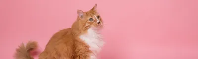 Тарелка Orner Store Танцующие коты | Купить тарелку в интернет-магазине