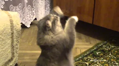 Танцующие котики | Пикабу