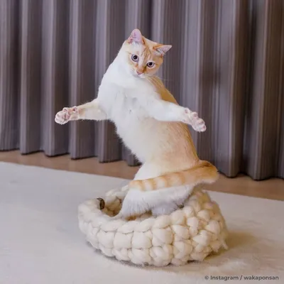 Тарелка \"Танцующие коты\