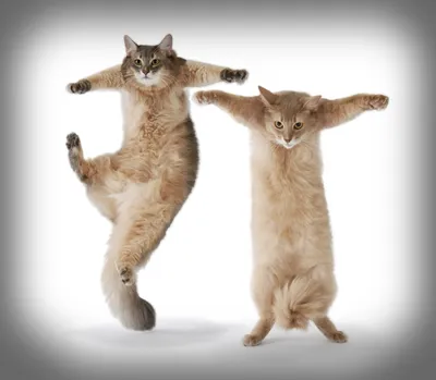 4 Кошки имбиря, танцующие изолированного на фиолетовой фон Иллюстрация  штока - иллюстрации насчитывающей смешно, ангстрома: 167734605