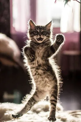 Картина по номерам \"Танцующий кот\"