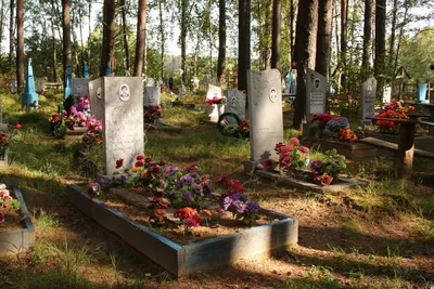 Какие цветы посадить на кладбище: ТОП-6 многолетних цветов для могилы
