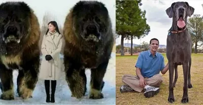 Тибетский мастиф, немецкий дог и другие большие собаки, внешний вид которых  впечатляет - Рамблер/новости