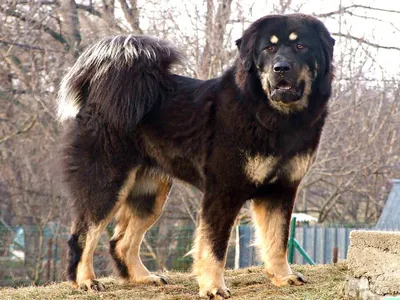 О породах собак. Тибетский мастиф. | Пикабу