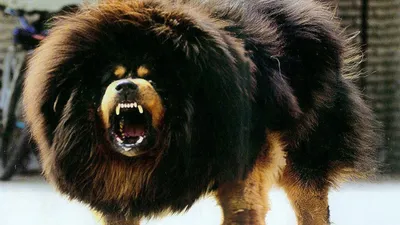 Тибетский мастиф - самая дорогая собака в мире - YouTube