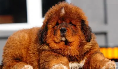Какие размеры у щенка и взрослой собаки породы тибетский мастиф? | Гавкуша  | Дзен