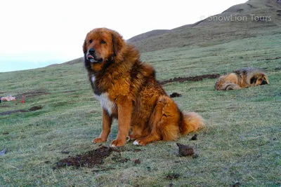 Тибетский мастиф - легендарная собака Тибета