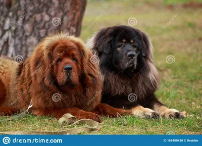 Тибетский Мастиф 2 собаки размножаются Стоковое Фото - изображение  насчитывающей зеленый, родословная: 169480420