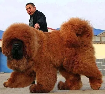 Самая большая собака в мире тибетский (26 лучших фото)