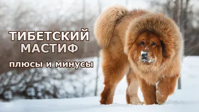 ТИБЕТСКИЙ МАСТИФ. Плюсы и минусы породы Tibetan mastiff - YouTube