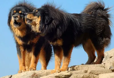 Ученые рассказали, как собаки и люди адаптировались к жизни в горах -  Йога-тур: туры с йогой по всему миру